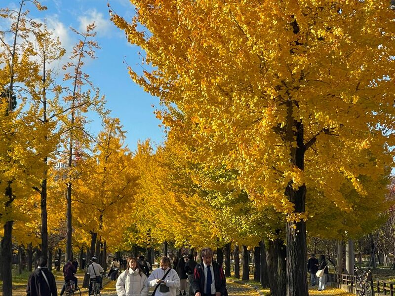 Dilara İle Grand Japonya Turu THY İle Direkt Uçuş 7 Gece 9 Gün